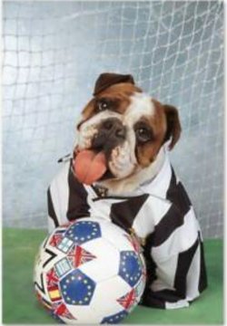 Bulldogs Soccer